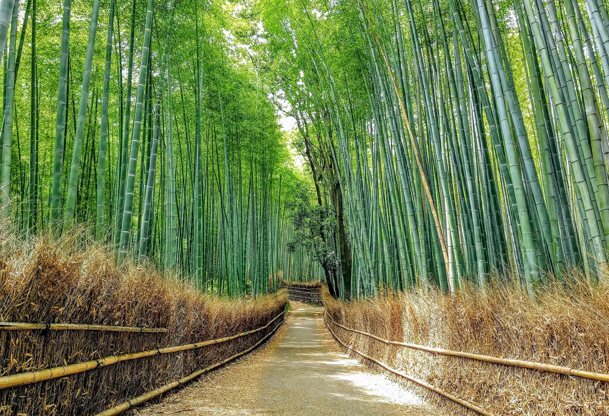 The bamboo grove at Arashiyama