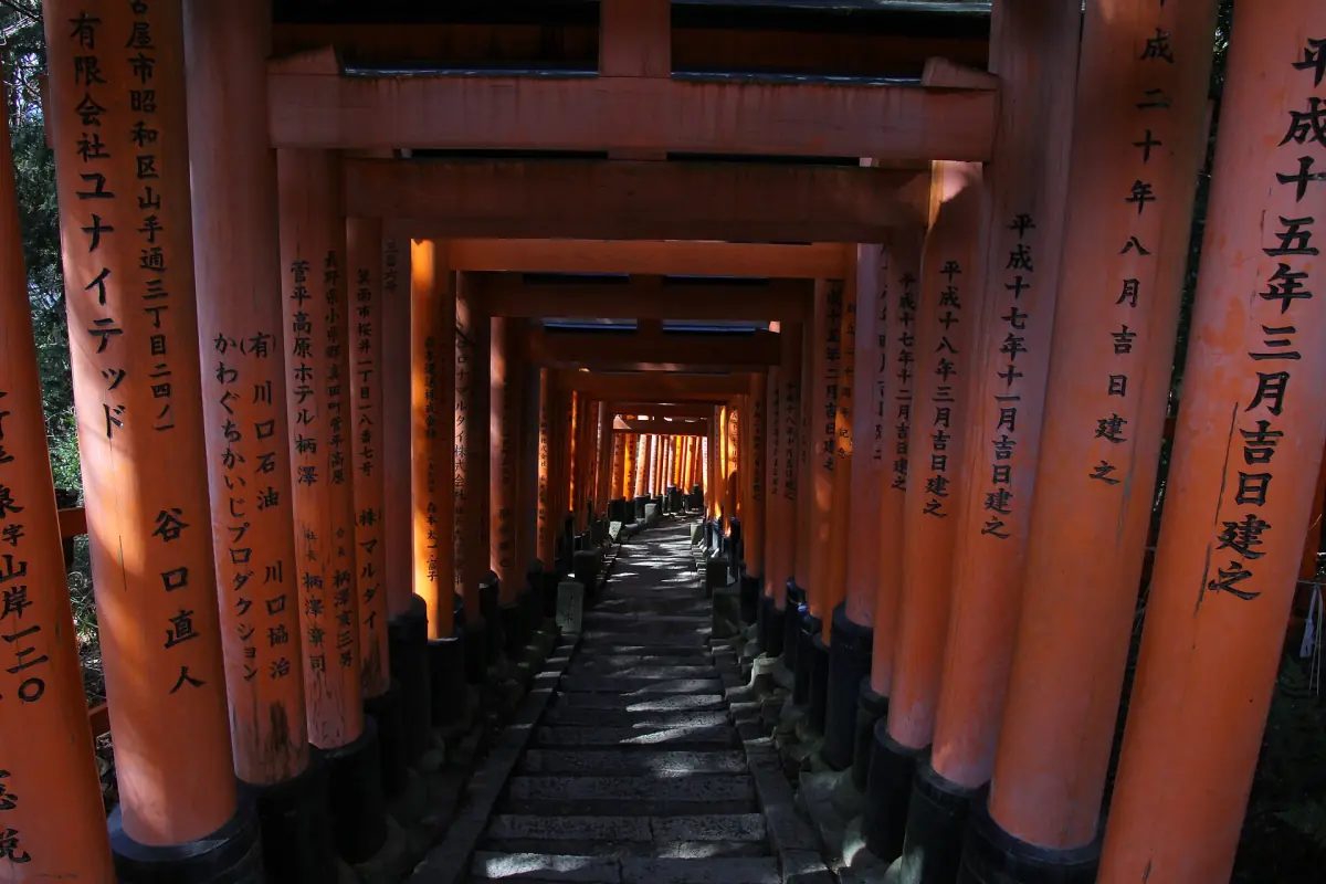 Torii gates in the shade of the forest