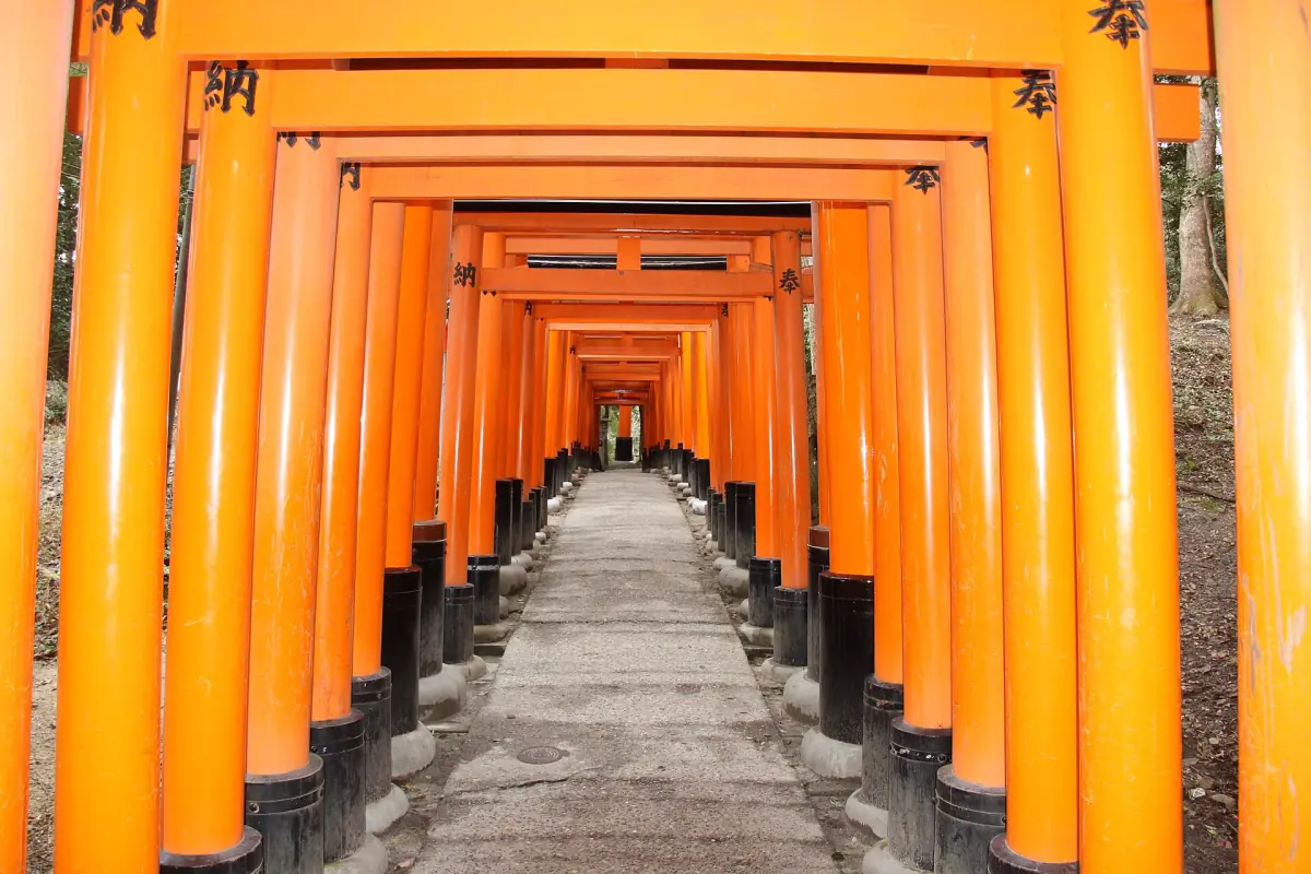 A tunnel of bright orange torii