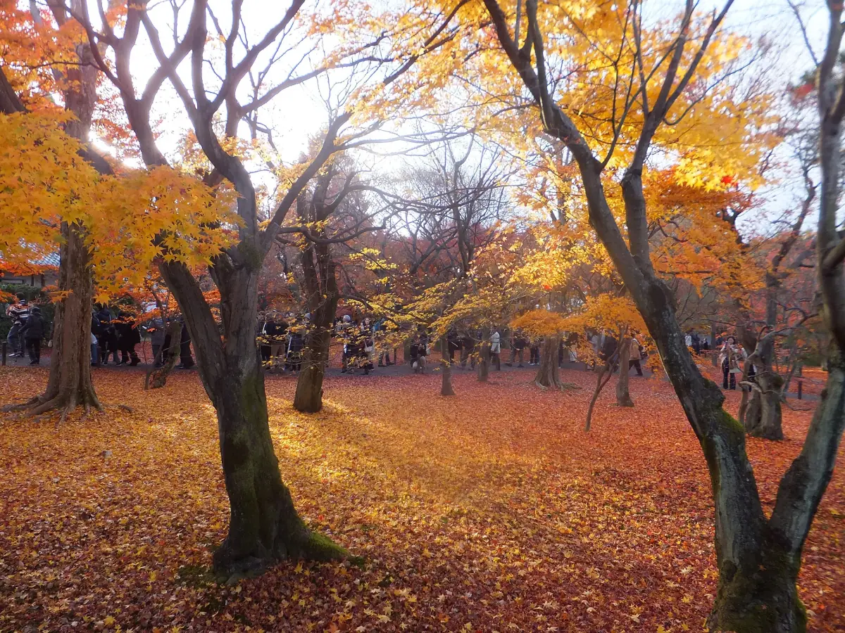 Autumn maples at Tofukuji